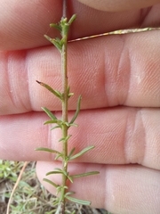Hebenstretia integrifolia
