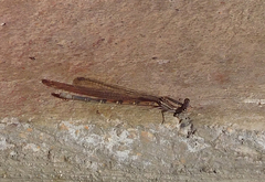 Argia sedula