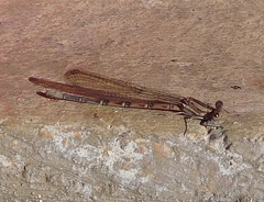 Argia sedula