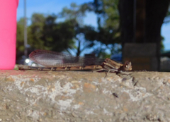 Argia sedula