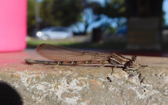 Argia sedula