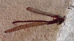 Argia sedula