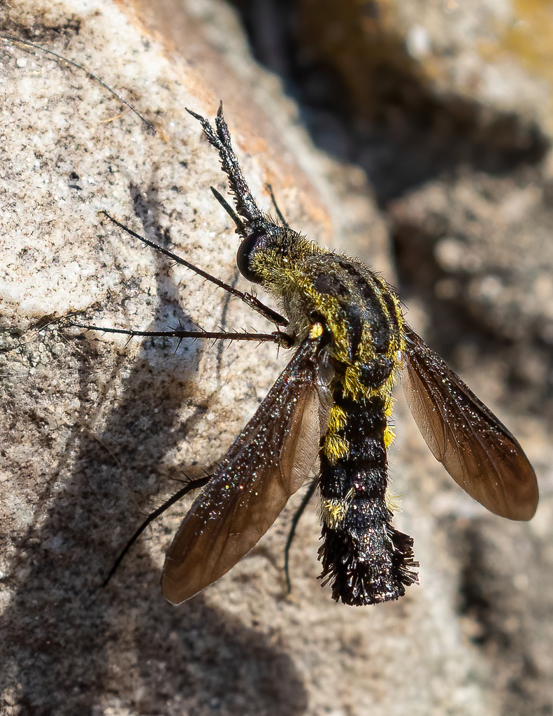 Scaly Bee Fly
