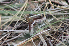 Exoprosopa rostrifera