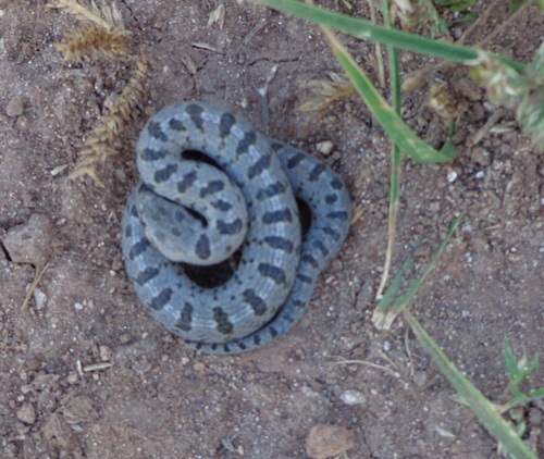 Largenose Earth Snake