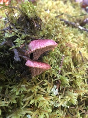 Suillus paluster