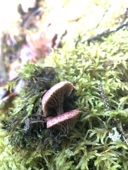 Suillus paluster