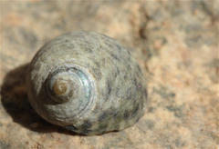 Monodonta nebulosa
