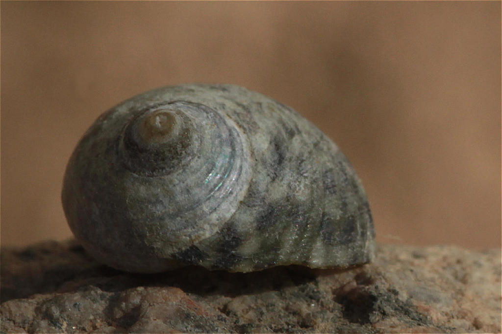cloudy topshell