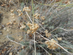 Helichrysum italicum