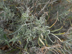 Helichrysum italicum