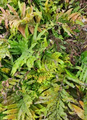 Blechnum novae-zelandiae