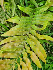 Blechnum novae-zelandiae