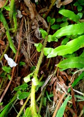 Blechnum novae-zelandiae