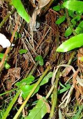Blechnum novae-zelandiae