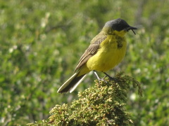 Motacilla flava thunbergi
