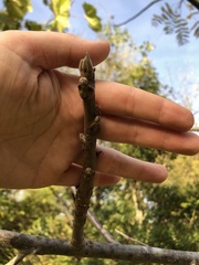 Juglans nigra