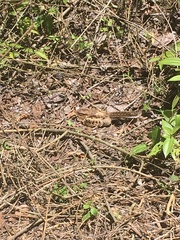 Caprimulgiformes