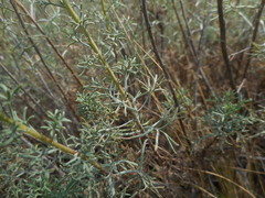 Artemisia alba