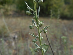 Artemisia alba