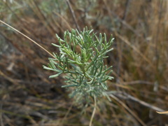 Artemisia alba