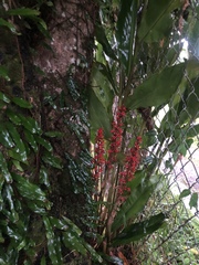 Renealmia aromatica