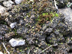 Placidium squamulosum