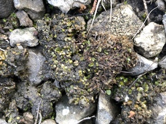 Placidium squamulosum