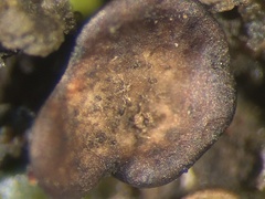 Placidium squamulosum