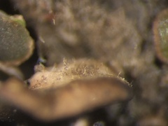 Placidium squamulosum