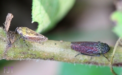 Graphocephala guerreroensis