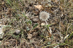 Leontodon biscutellifolius