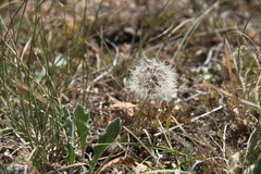 Leontodon biscutellifolius