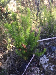 Erica lusitanica