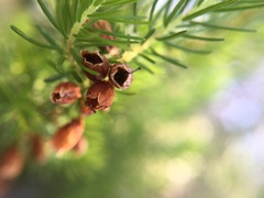 Erica lusitanica