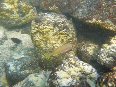 Lutjanus argentiventris