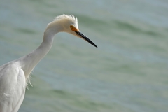 Egretta thula