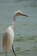 Egretta thula