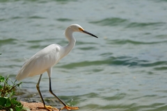 Egretta thula