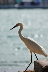 Egretta thula