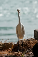 Egretta thula
