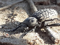 Scotobius pilularius