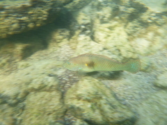 Halichoeres nicholsi