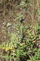 Cirsium laniflorum