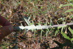 Cirsium laniflorum
