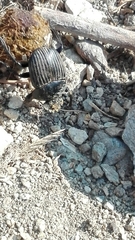 Scarabaeus laticollis