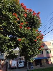 Spathodea campanulata