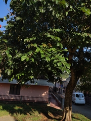 Spathodea campanulata