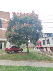 Spathodea campanulata