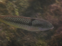 Halichoeres nicholsi